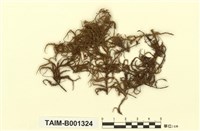 藏品(赤莖苔)的圖片